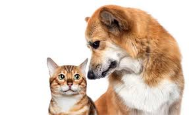 Pet Wounds & Veterinary Care